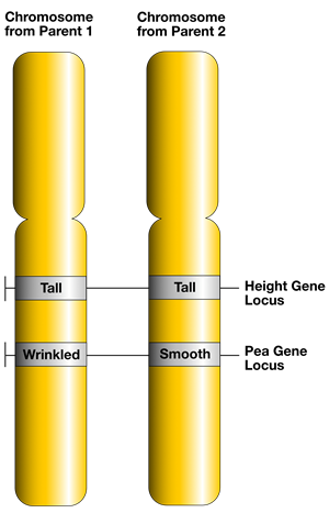 GeneLociandAlleles.png