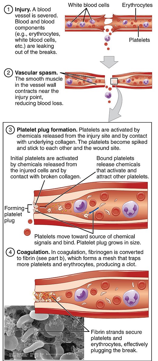 Blood pressure and formation of blood clotting — lesson. Science CBSE, Class 10.