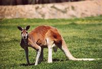 kangaroo1.JPG