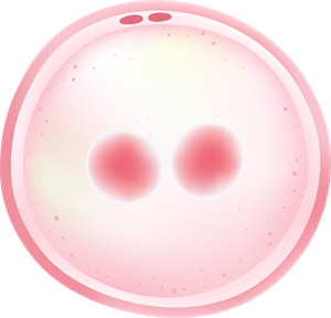 YCIND_231109_5751_zygote.png