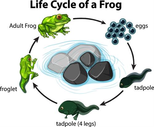 Science With Me - Life cycle of the Frog