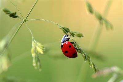 ladybug-g0582dd30e_1280.jpg