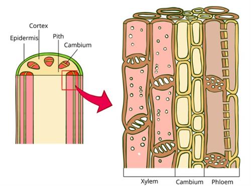 plant tissue xylem