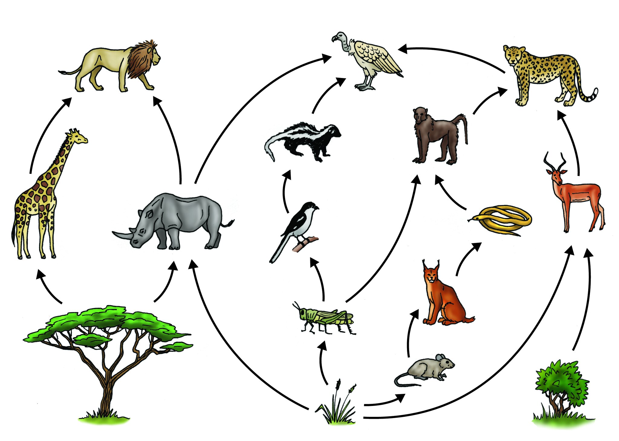 food-web-lesson-science-cbse-class-10