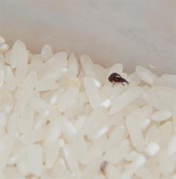 Insects in rice.jpg