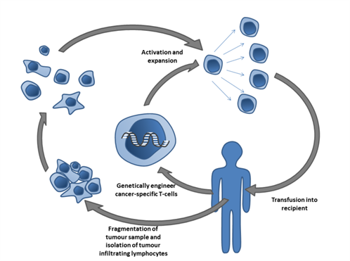 800px-Adoptive_T-cell_therapy.png