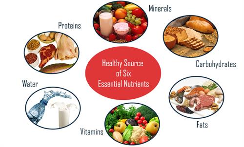 Different components of food — lesson. Science CBSE, Class 6.