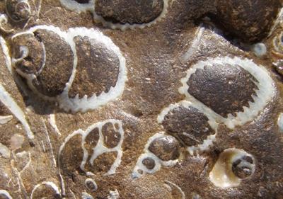 Sandstone_with_fossil_shells.jpg
