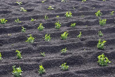 agriculture in volcanic soil.jpg