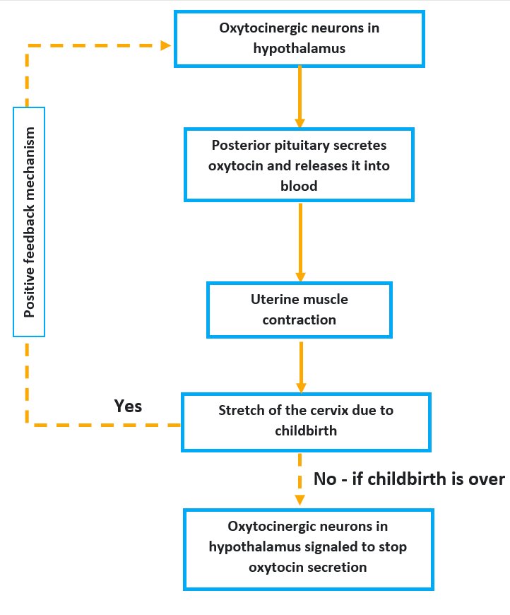 Feedback mechanisms of hormones lesson Science CBSE Class 10 Biology Diagrams