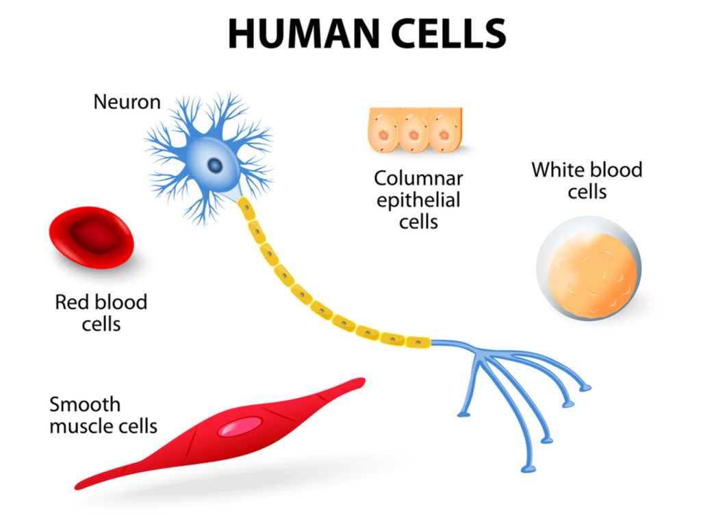 cell-shape-lesson-science-cbse-class-9