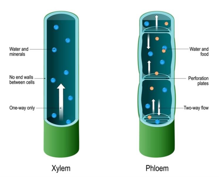 Transportation of water in plants Xylem — lesson. Science CBSE, Class 10.