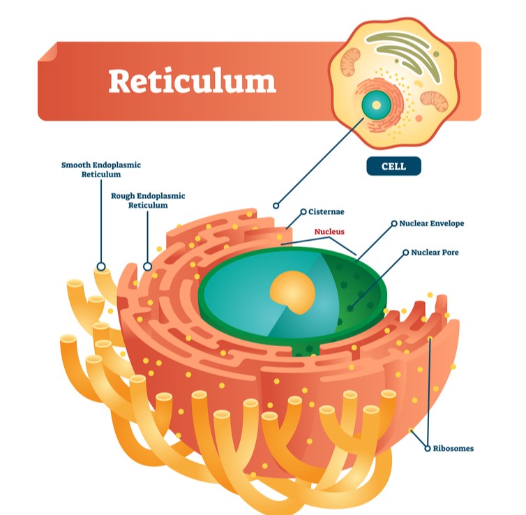 Endoplasmic Reticulum โ lesson. Science CBSE, Class 9. Biology Diagrams