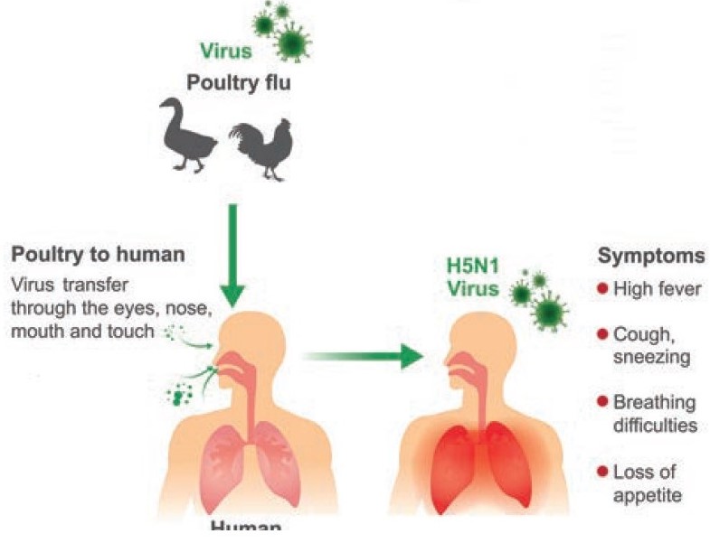 Avian influenza virus — lesson. Science State Board, Class 9.