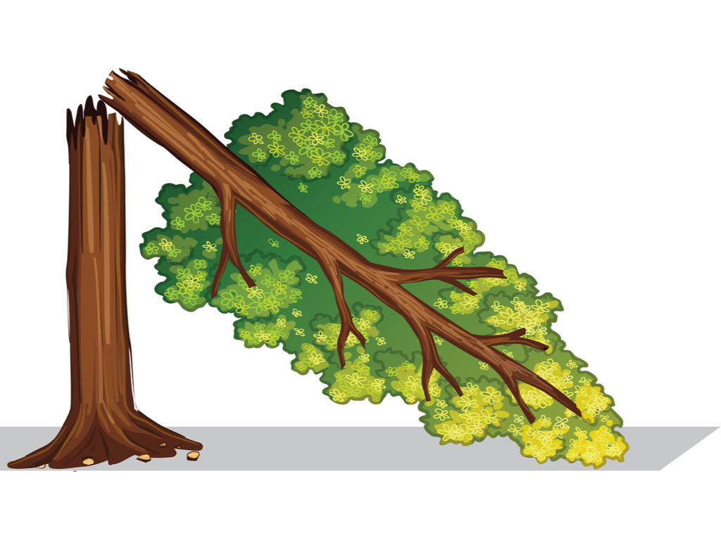 Solving quadratic equation Broken tree — task. Mathematics CBSE, Class 10.