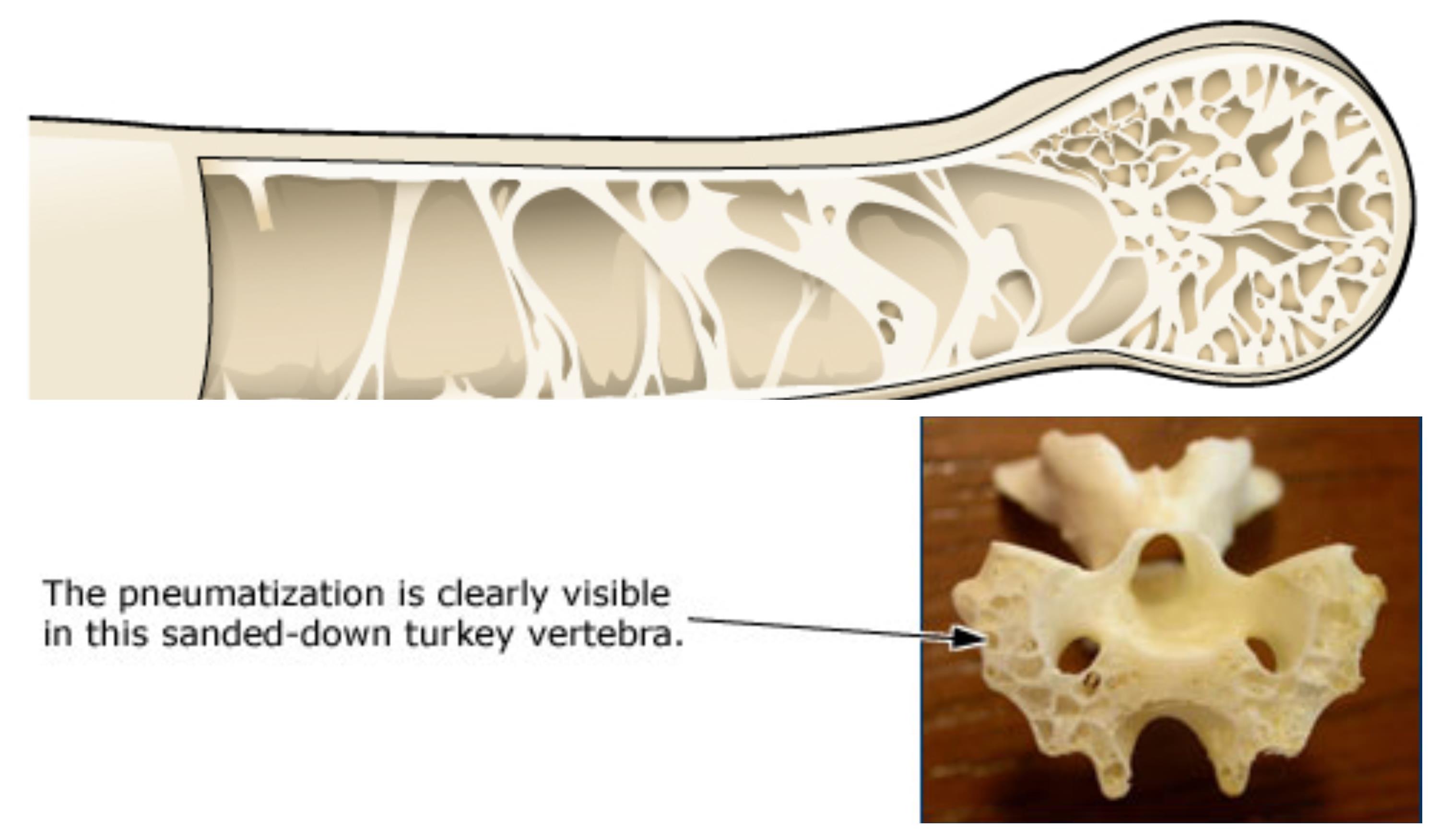 Adaptations observed in birds — lesson. Science State Board, Class 6.