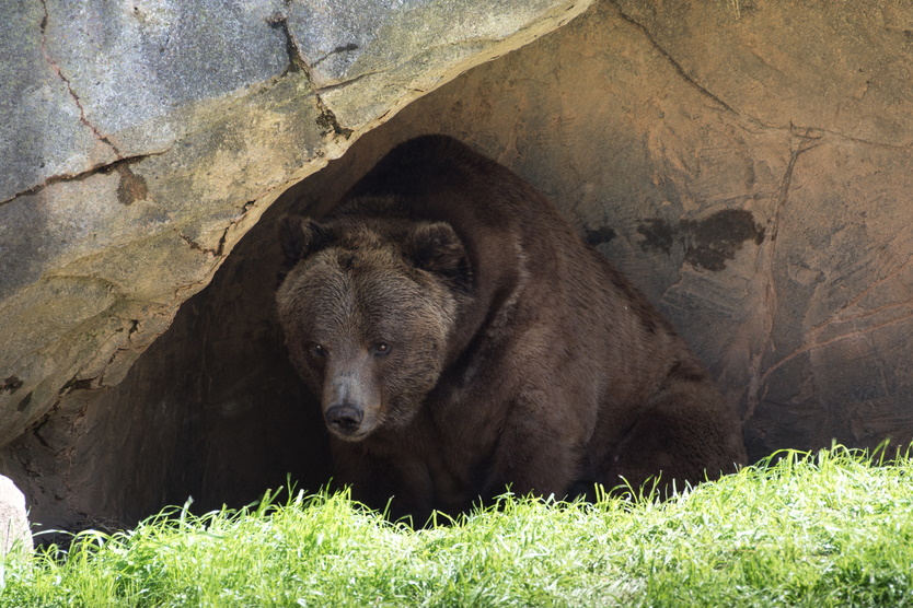 examples-of-aestivation-hibernation-adaptations-in-polar-bear-and