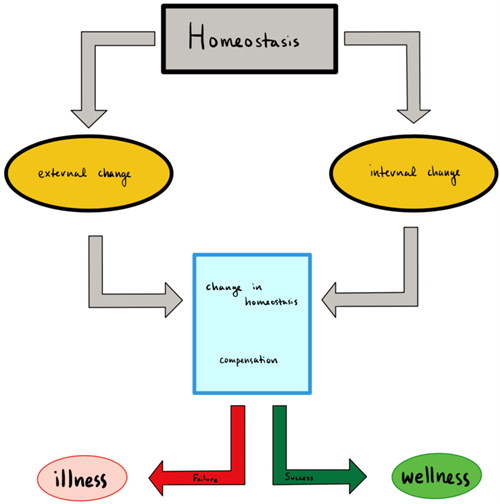 894px-Homeostasis_success_or_failure.png