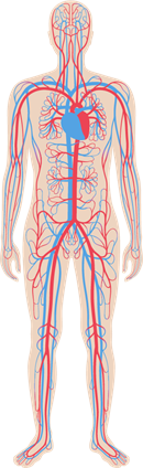 YCIND_220825_4363_human blood system.png