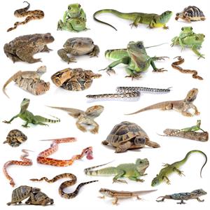 reptiles 1 draft.jpg