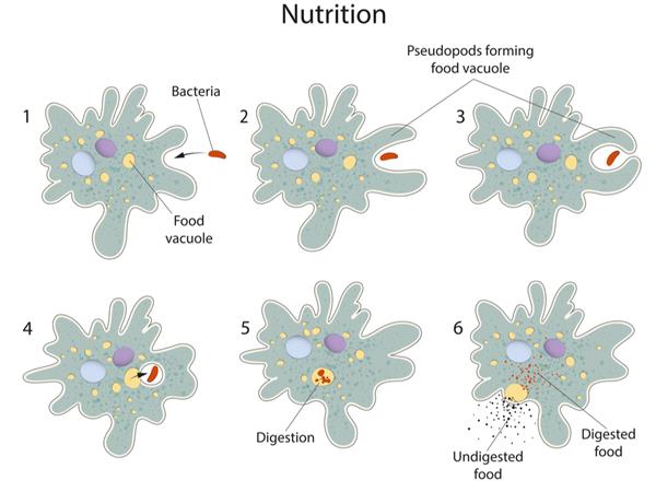 nutrition-in-amoeba-and-paramecium-lesson-science-cbse-class-10