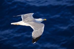 seagull-3491310_1280.jpg