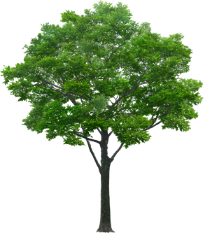 tree53735631920.png