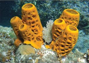 sponges.jpg