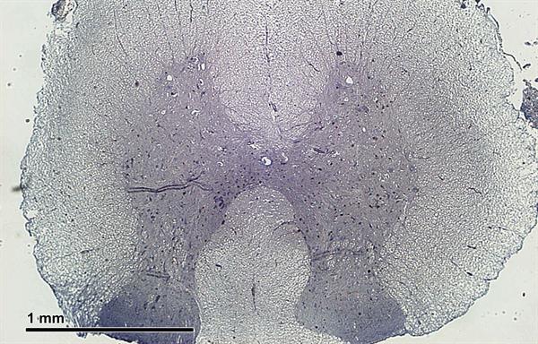 Spinal_cord_(26_2_16)_Rat;_cross-section.jpg