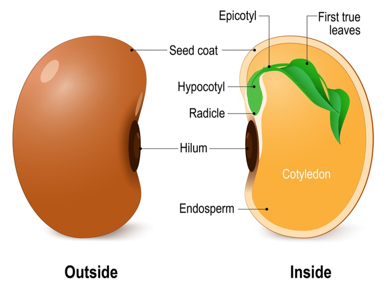 What Is The Structure Of A Seed