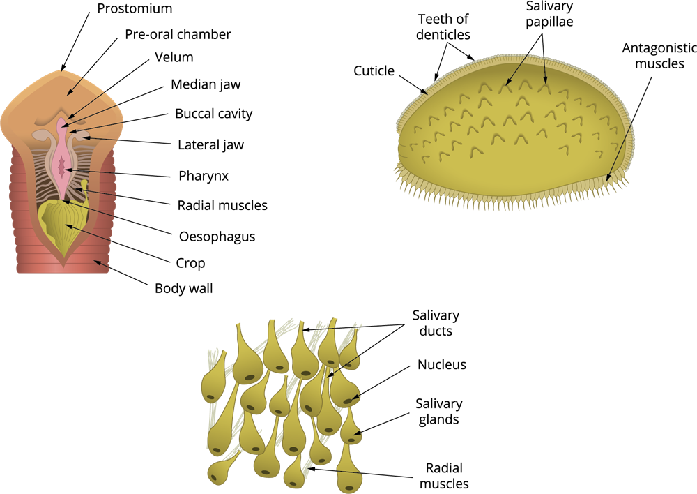 Digestive system of leech — lesson. Science State Board, Class 10.