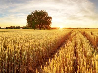 Wheat Field in North America - Yaclass.jpg
