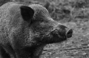 wild pig 2020-12-22 113014.png