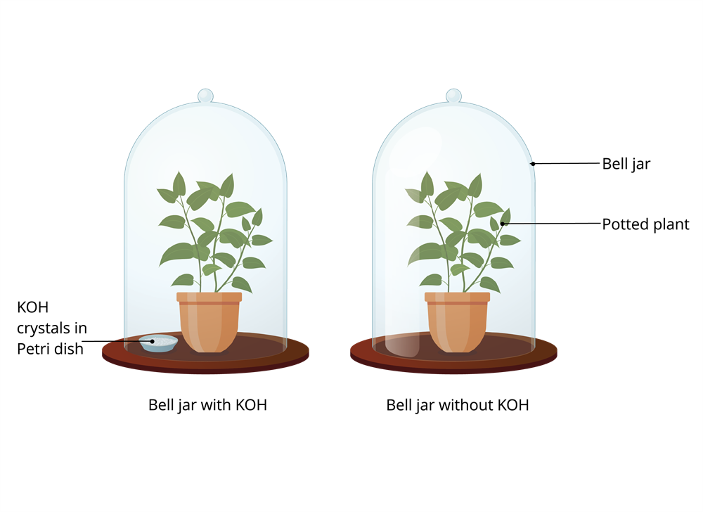 experiment to show carbon dioxide is necessary for photosynthesis