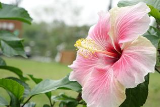 hibiscus-1583078_960_720.jpg