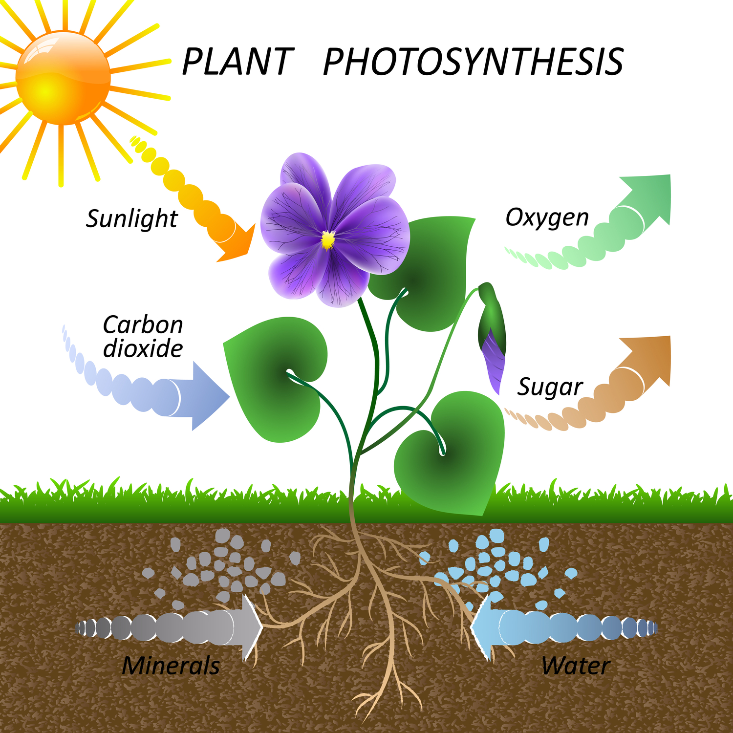 Photosynthesis In Plants — Lesson. Science CBSE, Class 7.