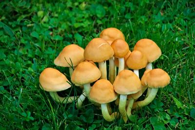 mushrooms-5793332_1920.jpg