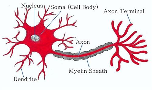512px-Neuron_typical_structure.jpg