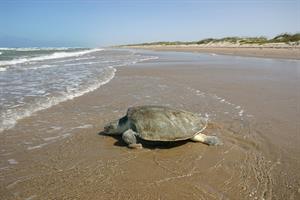 atlantic-ridley-sea-turtle-1402157_1280.jpg