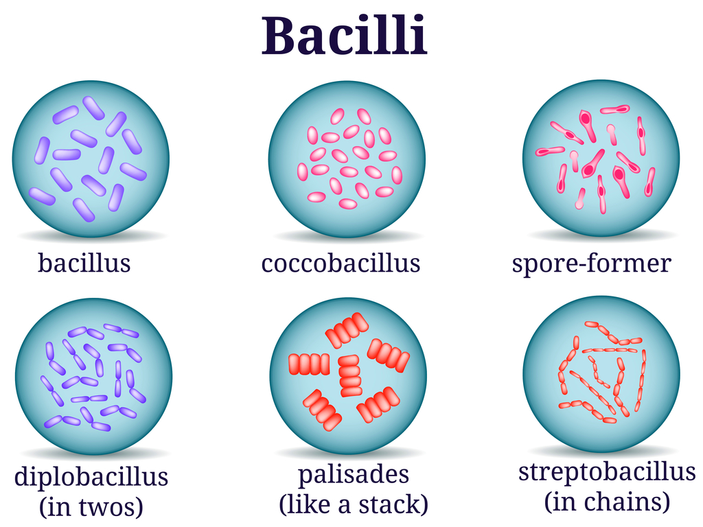 Bacteria and their types — lesson. Science State Board, Class 9.