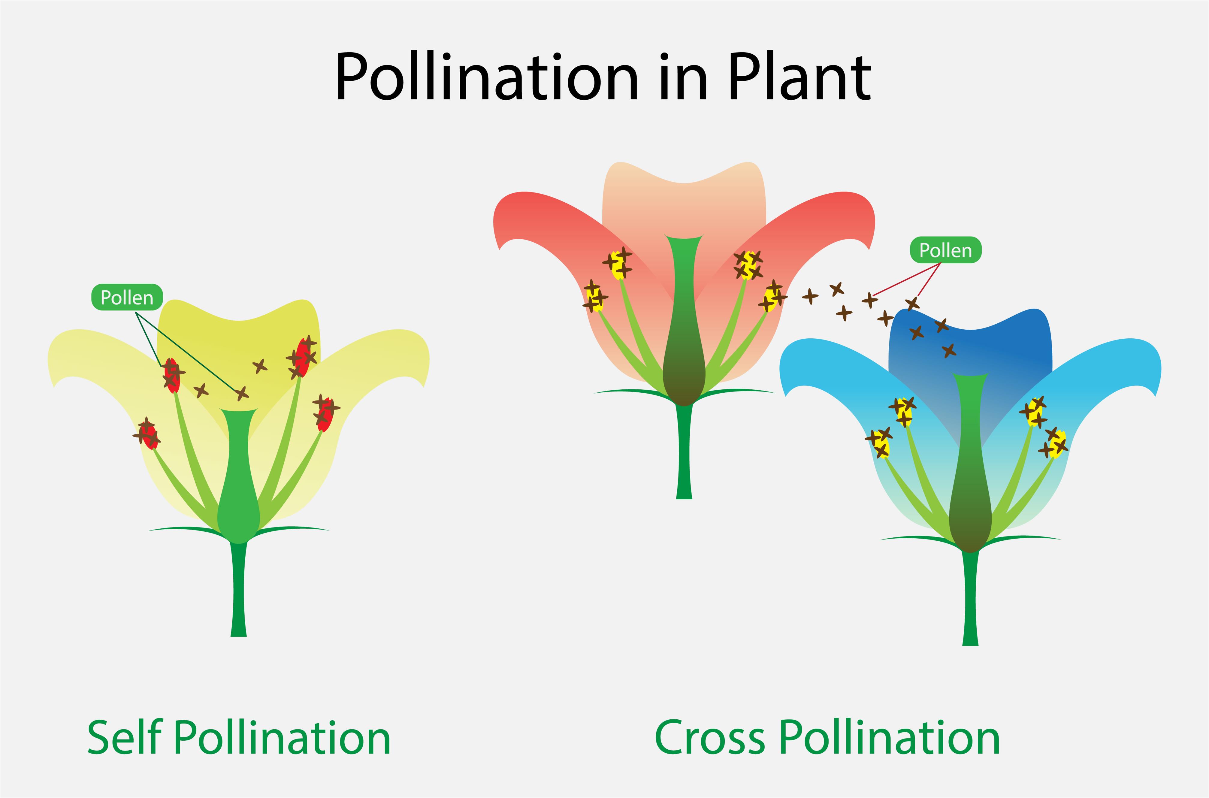 Self-pollination — lesson. Science CBSE, Class 10.