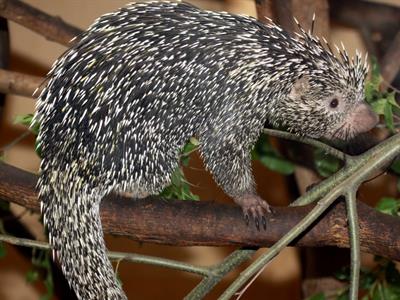 Porcupine - South America - Yaclass.jpg