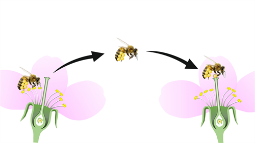 1024px-Cross_pollination.png