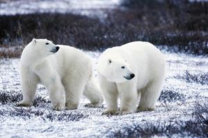 polar-bears-1665367_960_720.jpg