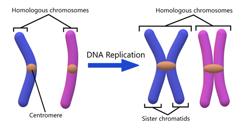 Chromosome_Terminology.png