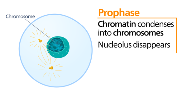 1200px-Prophase.svg.png
