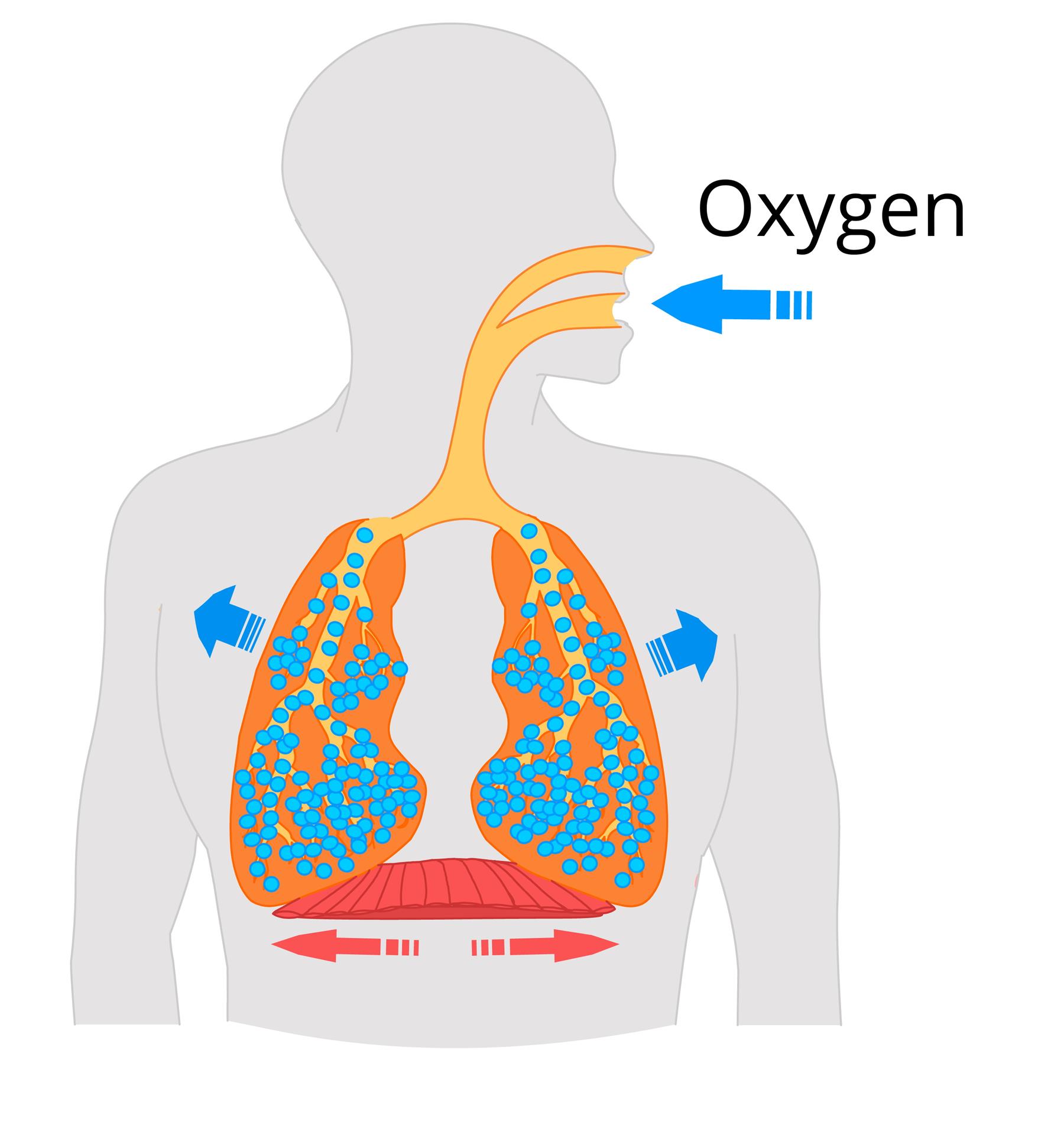 Oxygen — lesson. Science State Board, Class 6.