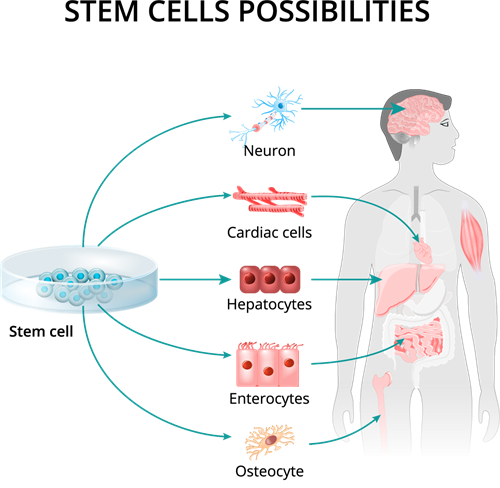 Stem cells possibilities.png