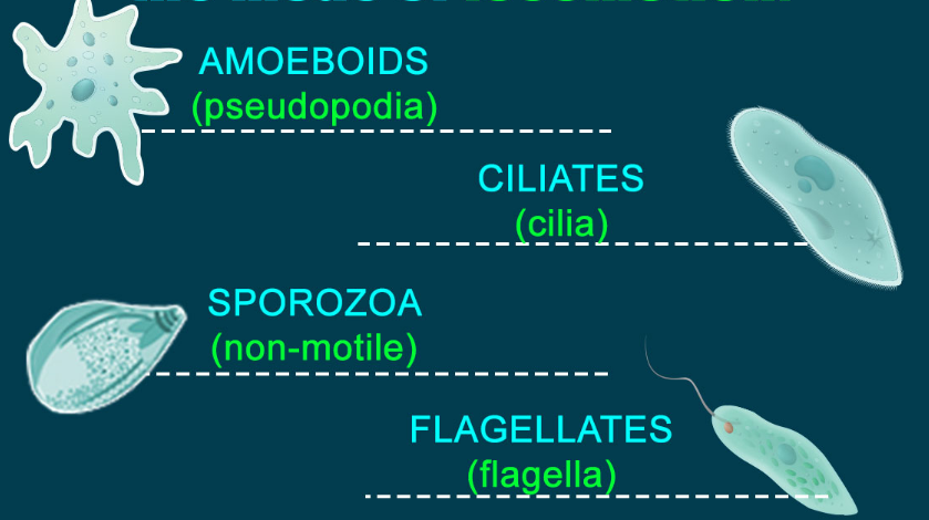 Protozoa and Algae — lesson. Science CBSE, Class 8.