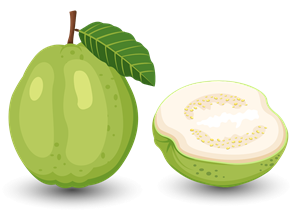Guava-w2273.png